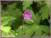  geranium .jpg (174636 octets)