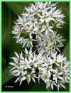 ail ursinum 106ko.jpg (106764 octets)