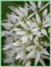 ail ursinum 67ko.jpg (67581 octets)