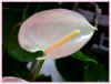 anthurium blanc cadre27ko.jpg (27268 octets)