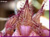 bulbophyllum louis sanders labelle 61ko .jpg (61185 octets)