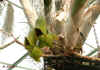 catasetum interrigemum femelle 67ko.jpg (66864 octets)