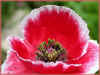 coquelicot rose borde bl 2 63ko.jpg (63683 octets)