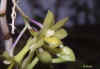dendrobium epidendropsis 75ko.jpg (75394 octets)