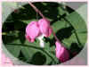 dicentra ellipse 63ko.jpg (63176 octets)