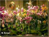 stand Riboni Italie 52ko.jpg (50425 octets)
