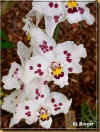 odontoglossum hyb. crispum 36ko.jpg (35865 octets)