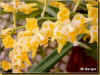 odontoglossum hybride44ko.jpg (43111 octets)