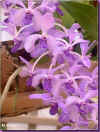 rhyncostylis retusa 60ko.jpg (59642 octets)