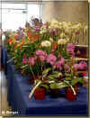 stand Marcel Lecoufle 53ko.jpg (52052 octets)