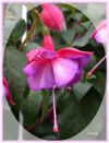 fuchsia ellipse 62ko.jpg (62275 octets)