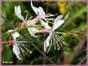 gaura detail 46ko.jpg (47112 octets)