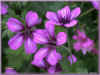 geranium cantabrigiense karmin 76ko