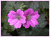 geranium cadre 62ko.jpg (62465 octets)