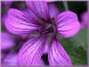 geranium cantabrigiense karmin 70ko