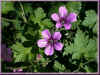 geranium macrorrhizum purpurot 74ko