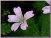 geranium endresii 68ko