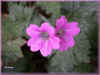 geranium vivace 67ko.jpg (67259 octets)