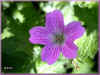 geranium wlassovianum 68ko