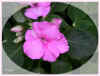 impatiens ellipse 75ko.jpg (75378 octets)