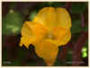 impatiens repens cadre.jpg30ko.jpg (30796 octets)