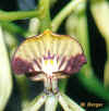 l encyclia cochleanthes 51ko.jpg (50580 octets)