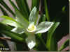 maxillaria camaridii 59ko cadre.jpg (59143 octets)