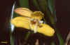maxillaria parkerei 76ko.jpg (75978 octets)