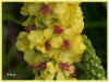 verbascum nigrum 69ko.jpg (69049 octets)