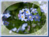 myosotis 70ko.jpg (70685 octets)