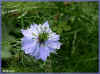 nigelle damascena 62ko.jpg (61736 octets)