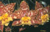 odontoglossum tiger brau 57ko.jpg (57071 octets)