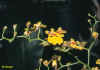 oncidium flexuosum 67ko.jpg (66872 octets)