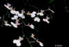 oncidium vision 35ko.jpg (34786 octets)