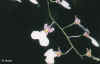 oncidium vision 43ko.jpg (43300 octets)