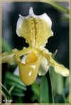 paph. insigne sanderae 56ko cadre.jpg (56220 octets)