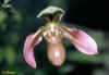 paph bullenianum 57ko.jpg (57036 octets)