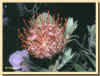 protea ombre59ko.jpg (59037 octets)