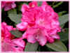 rhododendron hybride 72ko 