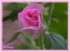 rose trmire bouton 55ko jpg (96456 octets)