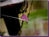 scaphocepalum gibbosum 53ko .jpg (57593 octets)